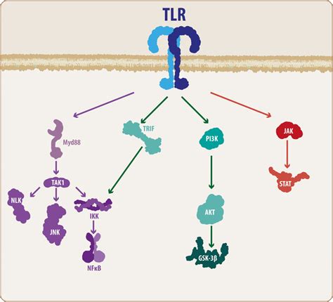 General Overview Of The Wnt Signaling Pathway The Wnt Signaling