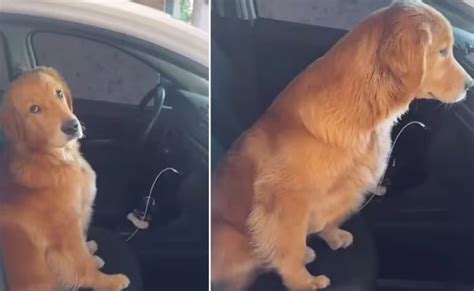 Ternurita Perrito Se Vuelve Viral Al Negarse Bajar Del Coche De Su