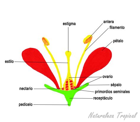 Morfología de las flores Componentes florales