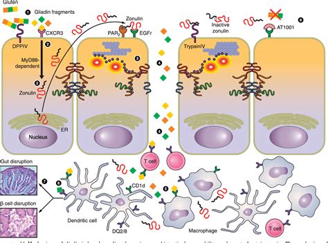 PDF Zonulin And Its Regulation Of Intestinal Barrier Function The