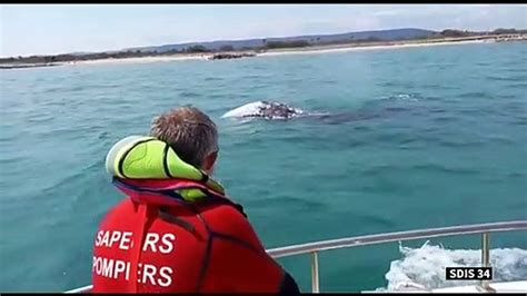 La baleine égarée en Méditerranée a peu de chances de retrouver son