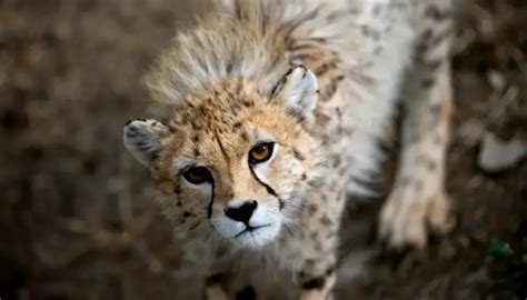 India Welcomes Back Cheetahs 70 Years After Local Extinction The