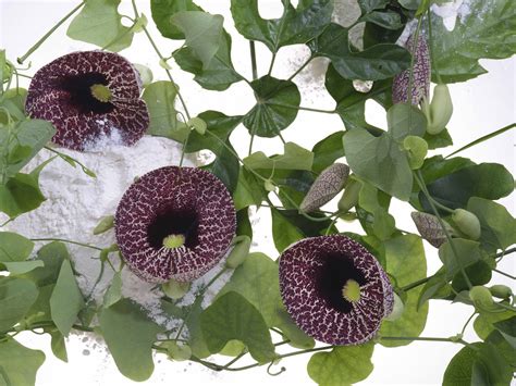 recommended boutique florist sydney grandiflora