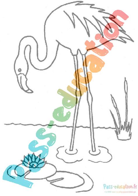 Coloriage gratuit Flamant rose PDF à imprimer