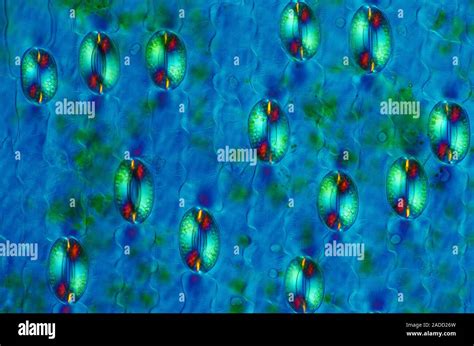 Lily Lilium Sp Stomata Polarised Light Micrograph Of A Transverse