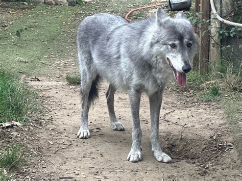 Toulouse Le dernier des chiens loups qui a semé la panique sur le