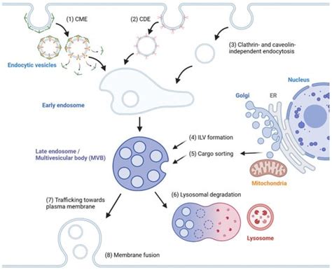 Cancers Free Full Text From Exosome Biogenesis To Absorption Key