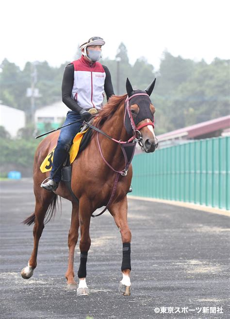 東スポ 写真部 On Twitter 【競馬】 2020年7月23日 茨城県美浦村・美浦トレセン 競馬 調教 アイビスサマーダッシュ出走