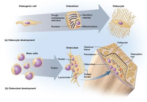 Pin On Histology