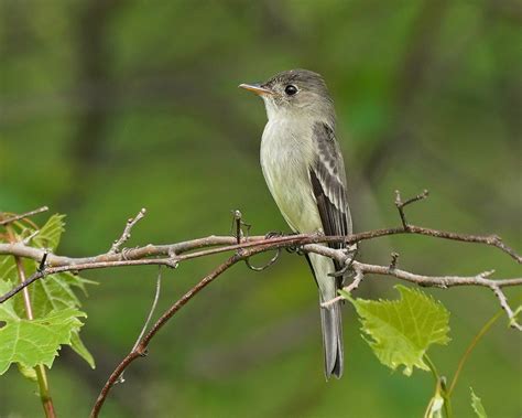 What Is This Flycatcher Help Me Identify A North American Bird Whatbird Community