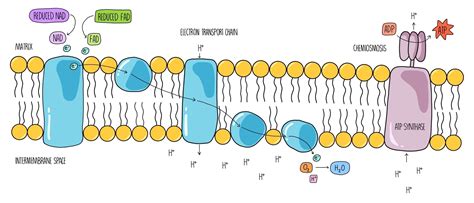 Respiration A Level — The Science Sauce