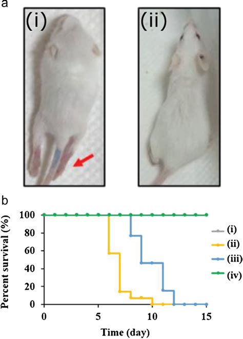 A Photograph Of Mice 7 Days Post Infection With Enterovirus 71 I Download Scientific Diagram