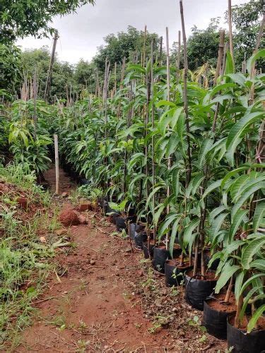 Kesar Mango Plants At Rs 200 Piece Mango Plant In Navsari ID