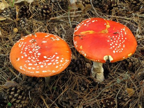 Premium Photo Amanita Muscaria A Toxic And Hallucinogenic Mushroom