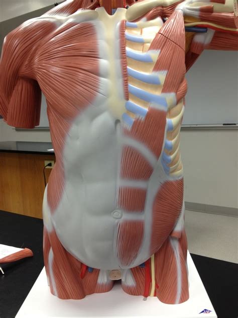 Abdominal Muscles Diagram Quizlet