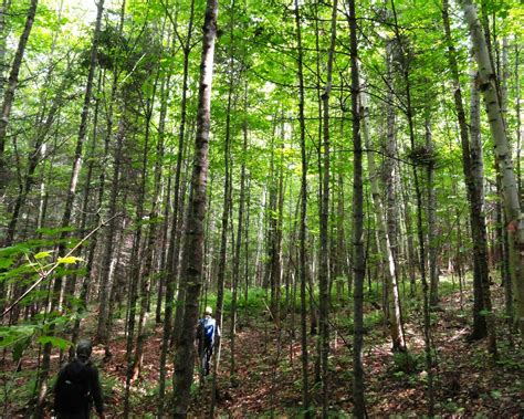 Appalachian Hardwood Forest — Nature Trust of New Brunswick