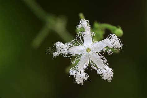 Snake Gourd Flower Stock Photos Free Royalty Free Stock Photos