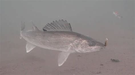 Mud Flat Walleyes Ice Fishing With Underwater Camera Mille Lacs Lake