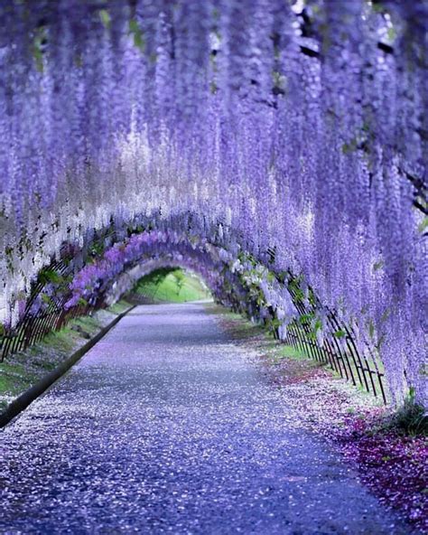 Wisteria Lane In Japan 💜💜💜 Pic By Puraten10 Bestplacestogo For A Feature 💜 Beautiful Nature