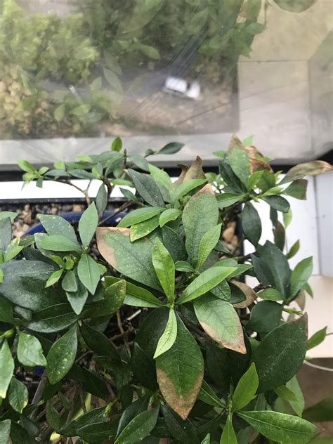 My Gardenia Bonsais Leaf Tips Are Turning Brown But Not Falling Off