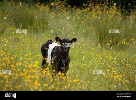 Belted Galloway cattle Stock Photo - Alamy