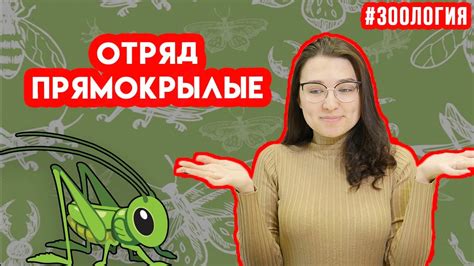 Прямокрылые | Зоология #12 | ЕГЭ БИОЛОГИЯ - YouTube