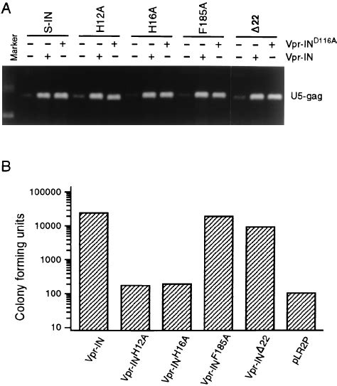 The Trans IN Protein Functions After Virus Assembly And Proteolytic