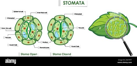 The opening and closing of stomata illustration Stock Vector Image ...