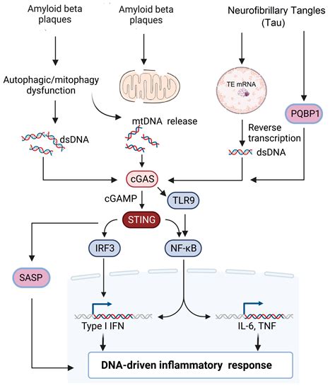 Cgassting Signaling In Alzheimers Disease Encyclopedia Mdpi