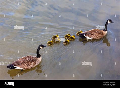 Pair Of Canada Geese Swimming With Their Brood Of Chicks Along The