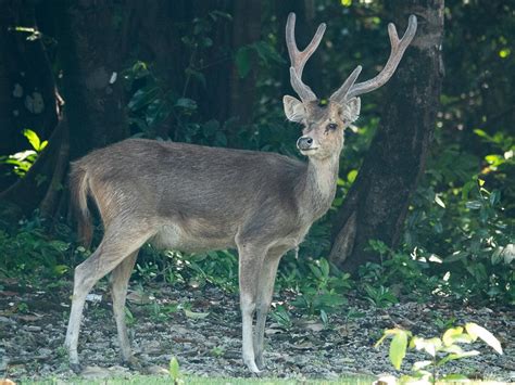 Vladimir Dinets On Twitter Timor Deer Of Java Cervus Timorensis