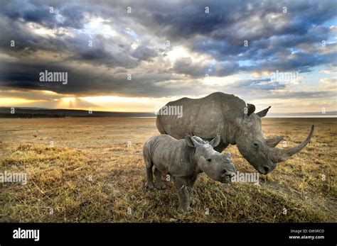 Rhinoceros Hi Res Stock Photography And Images Alamy