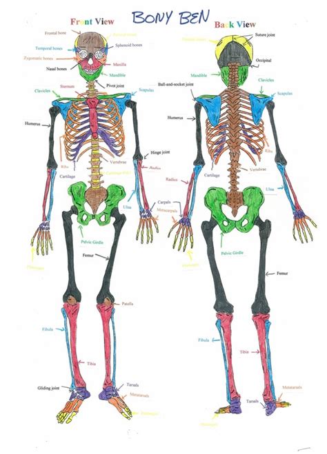 Skeletal System