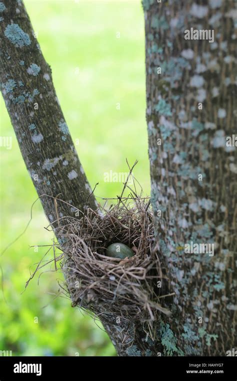bird nest in nature Stock Photo - Alamy
