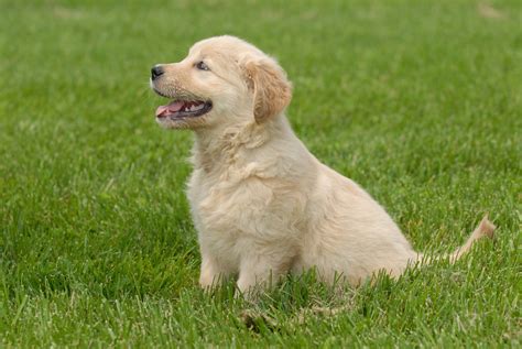 Golden Retriever Sitting