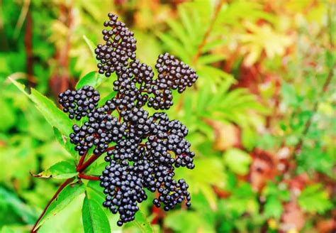 Weinreben durch Stecklinge vermehren Schritt für Schritt erklärt