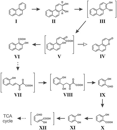 Proposed Pathway For The Degradation Of Phenanthrene By Ochrobactrum