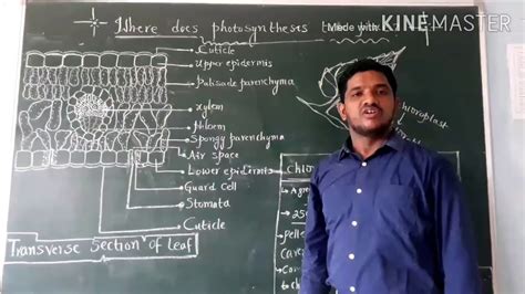 Ts Of Leaf And Mohls Of Leaf Experiment Youtube