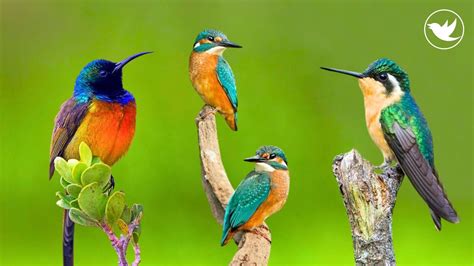 Birds Sounds Birds Singing Without Music Nature Sound Relaxation