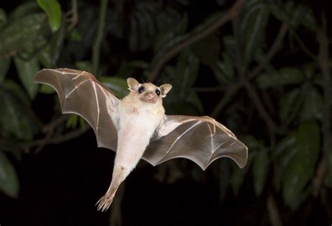 Are Bats Really Blind? | Live Science