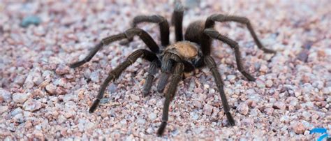 Keeping Eight Legged Intruders At Bay Effective Spider Pest Prevention Arizona Pest Prevention