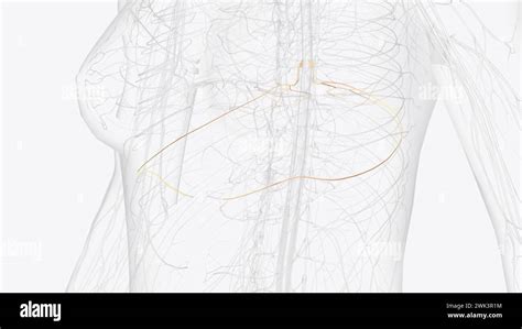 Dermatomes Hi Res Stock Photography And Images Alamy