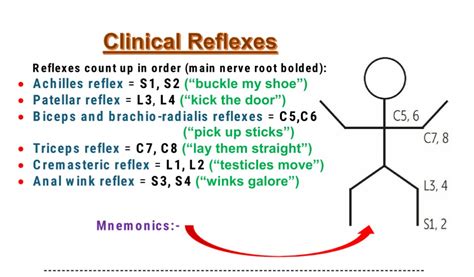 Deep Tendon Reflexes Nerve Root Value Mnemonics