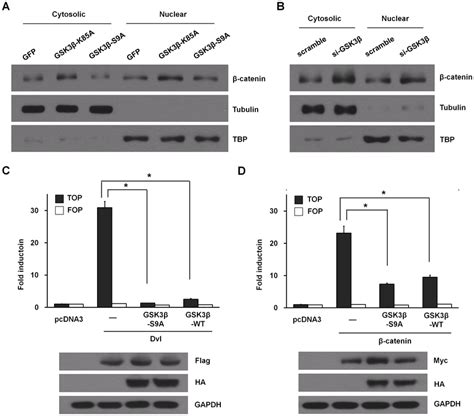 GSK3β activity regulates β catenin level in ADSCs A ADSCs were