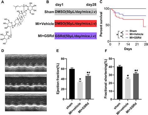 Ginsenoside Rd Promotes Cardiac Repair After Myocardial Infarction By