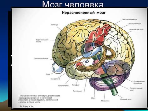 Мозг человека - презентация онлайн