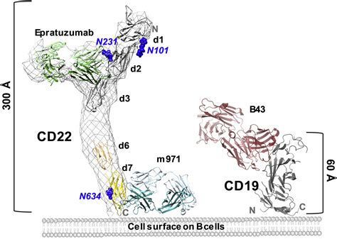 Structural Details Of Monoclonal Antibody M Recognition Of The