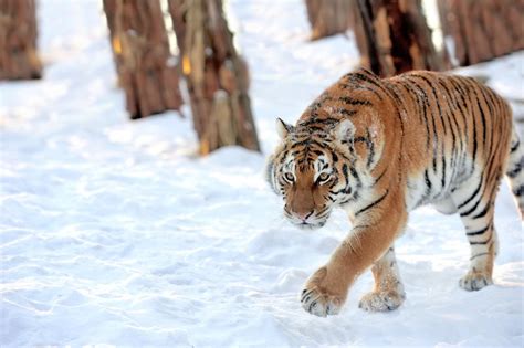 Facts about Siberian Tigers