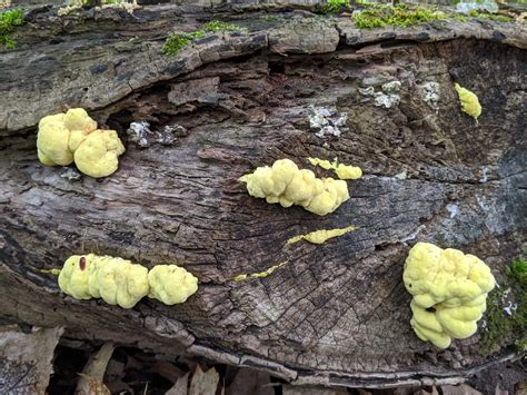 Southern Ontario sugar maple forest : r/mycology