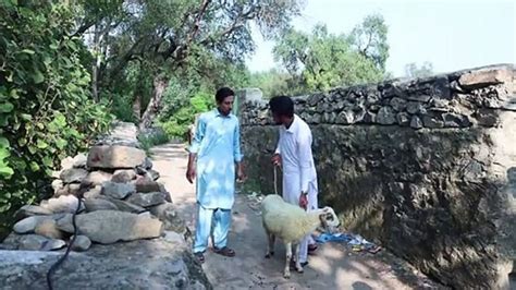 Bakra Eid Moments. Buner Vines~Funny Pashto ~comedy 2020 | CypriumNews